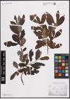 Foto von Salix cinerea L.